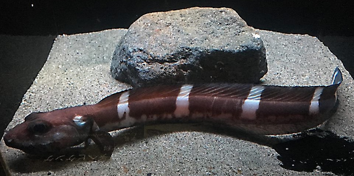 (Lycenchelys Gill, 1884) Род Лиценхелисы, Лиценхелы, Длиннохвостые